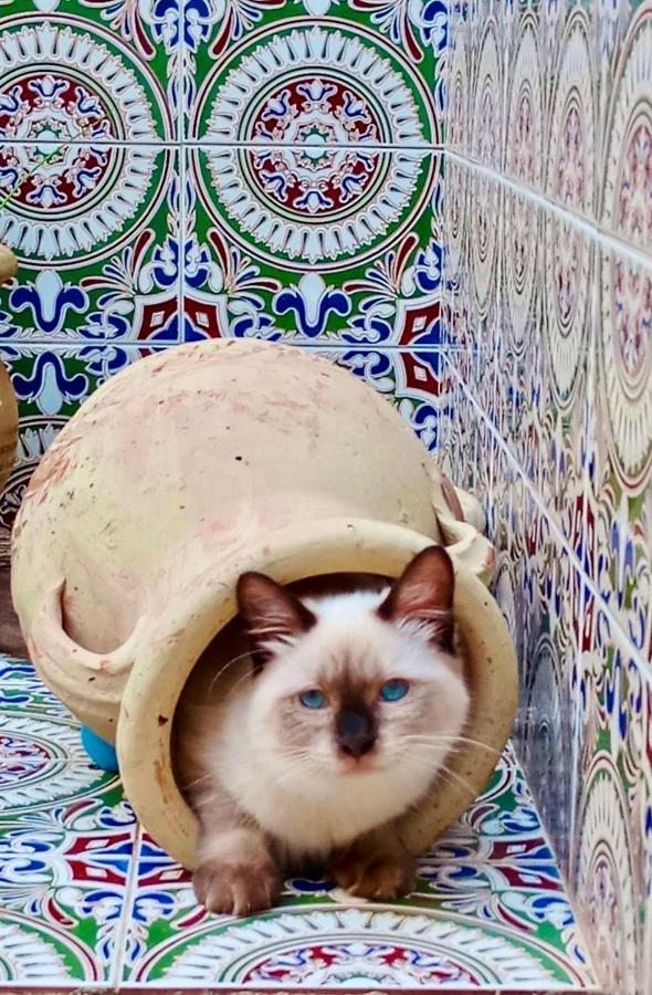 Araba Fenice
